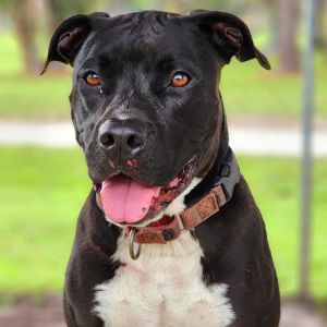 Gracie - Photo 3