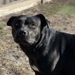 Sailor AKA Ebony 8173 - Photo 2