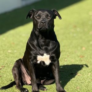 Sailor AKA Ebony 8173 - Photo 1