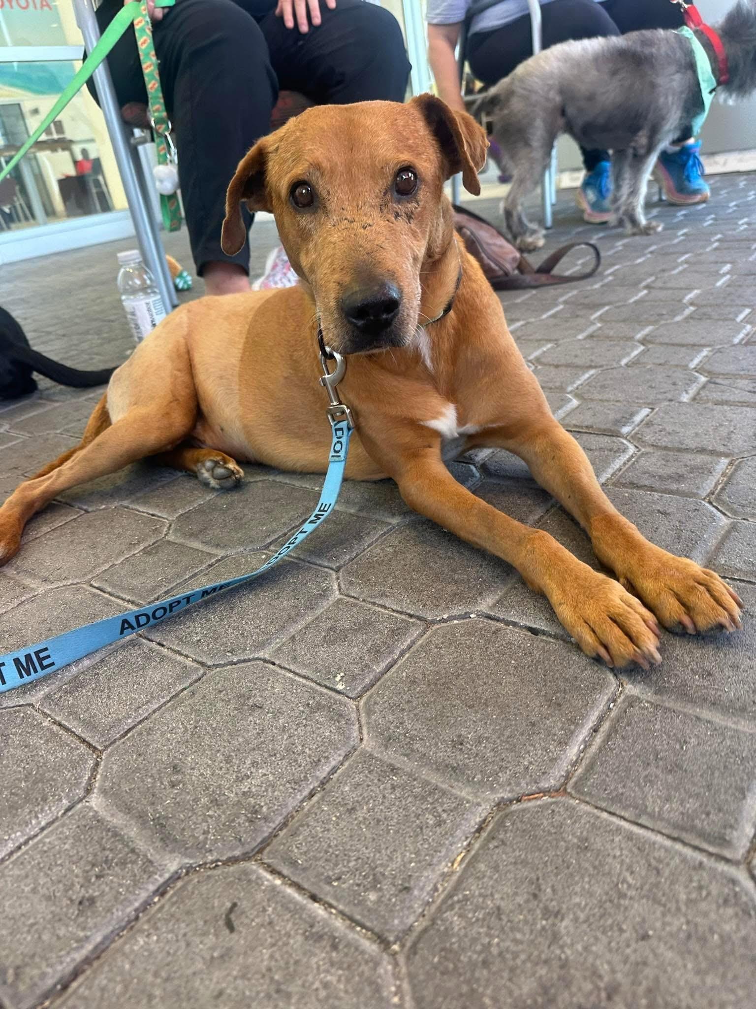 Simba - Photo 2