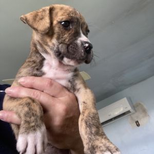 pup 3 5419 Beau - Photo 3