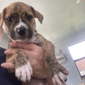 pup 3 5419 Beau - Photo 1