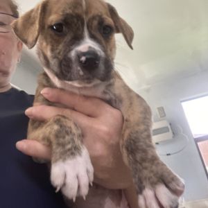 pup 3 5419 Beau - Photo 2