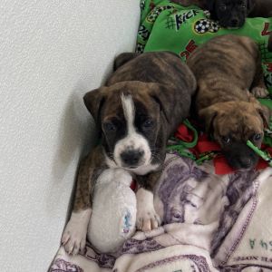Pup 6 5762 Butta - Photo 2