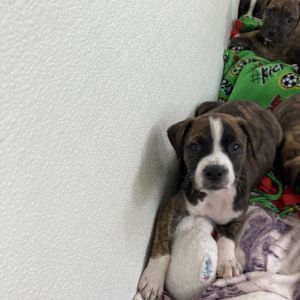 Pup 6 5762 Butta - Photo 1