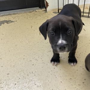 Pup 5 5316 Rocco - Photo 2