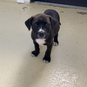 Pup 5 5316 Rocco - Photo 1