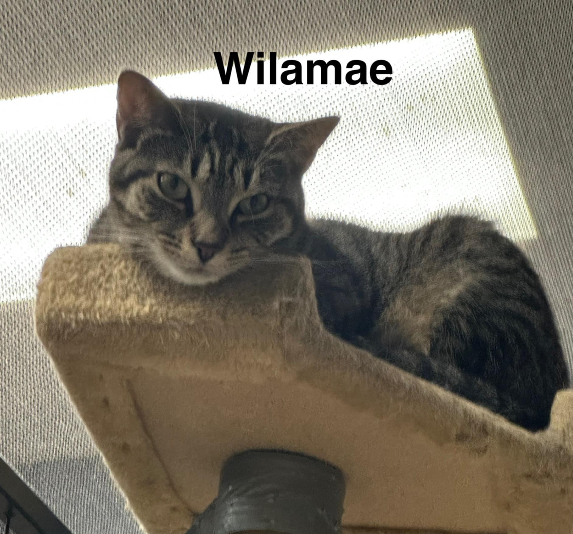 Willa Mae - Photo 1