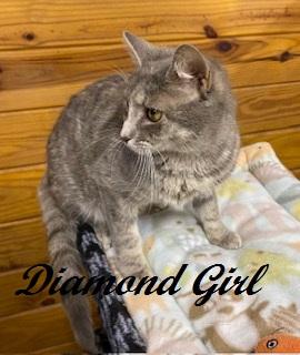 Diamond Girl - Photo 2