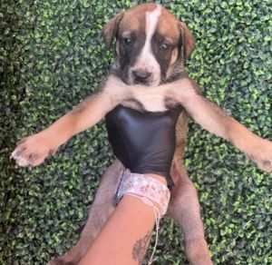 Puppy 3 - Photo 1