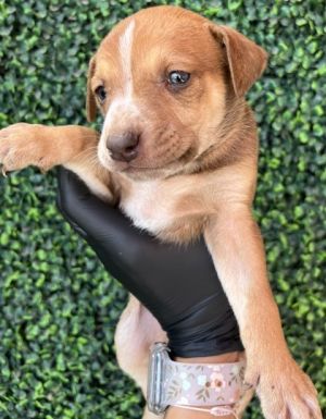 Puppy 1 - Photo 1