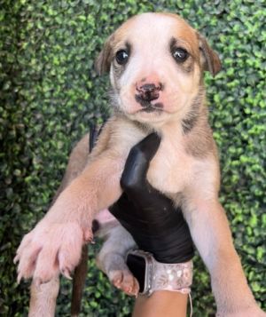 Puppy 6 - Photo 1