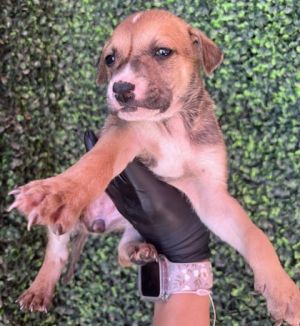Puppy 5 - Photo 1