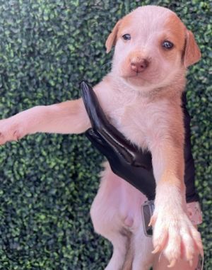 Puppy 2 - Photo 1