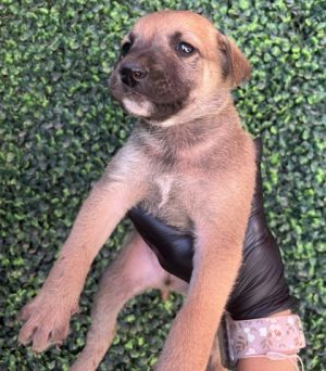 Puppy 4 - Photo 1