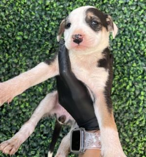 Puppy 7 - Photo 1