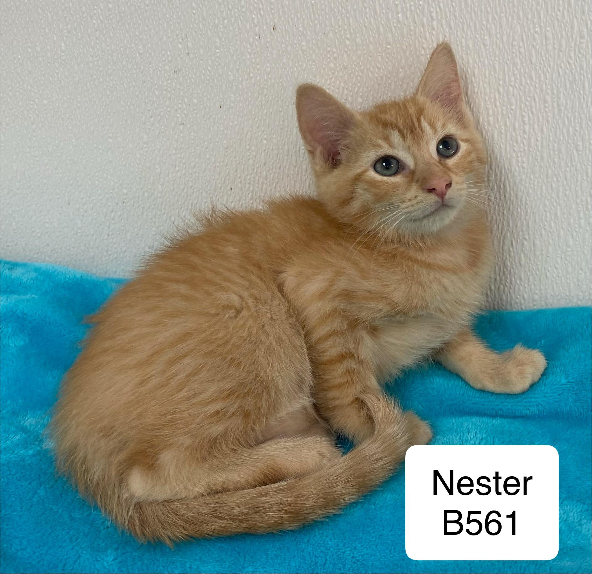 Nester - Photo 2
