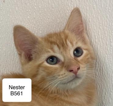 Nester - Photo 1