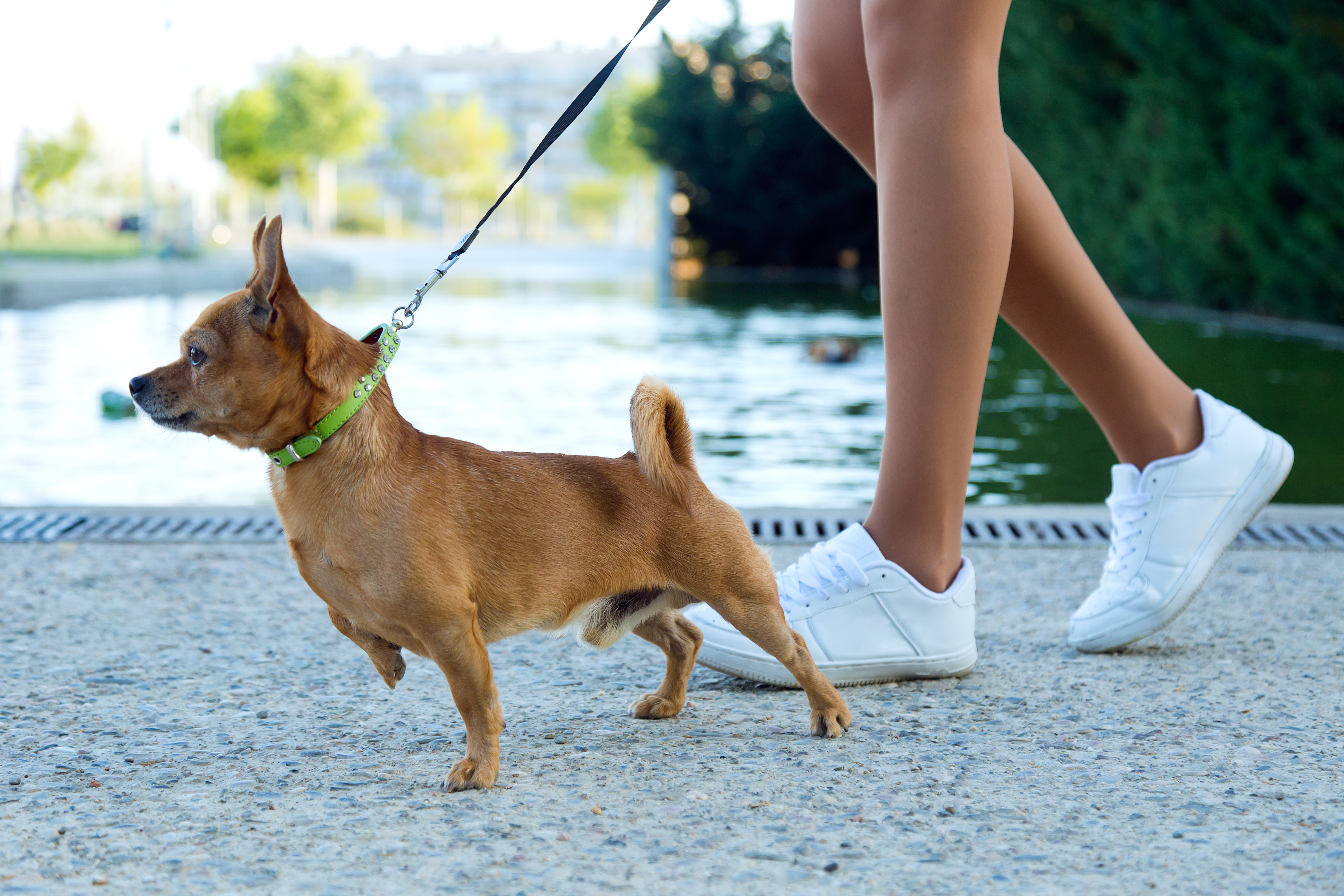 Fido